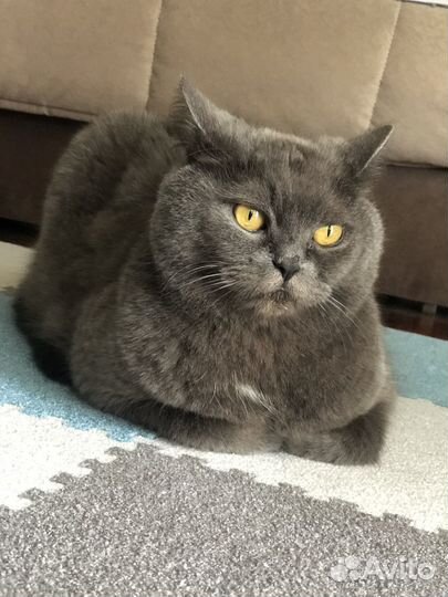 Британец шарлотанец