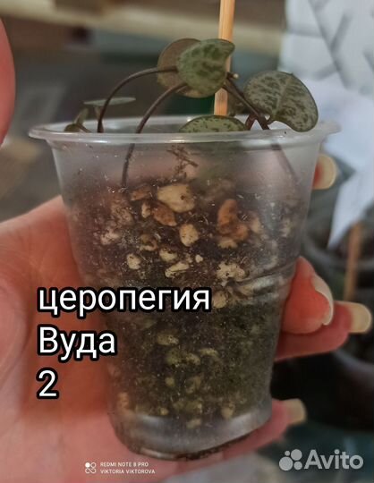 Церопегия Вуда