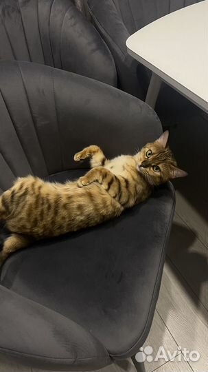 Кошечка Габи