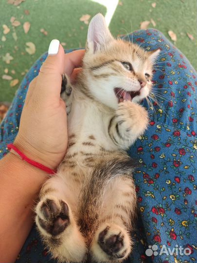 Кошки в добрые руки бесплатно