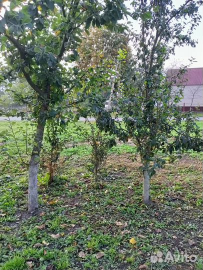 Саженцы вишни и сливы