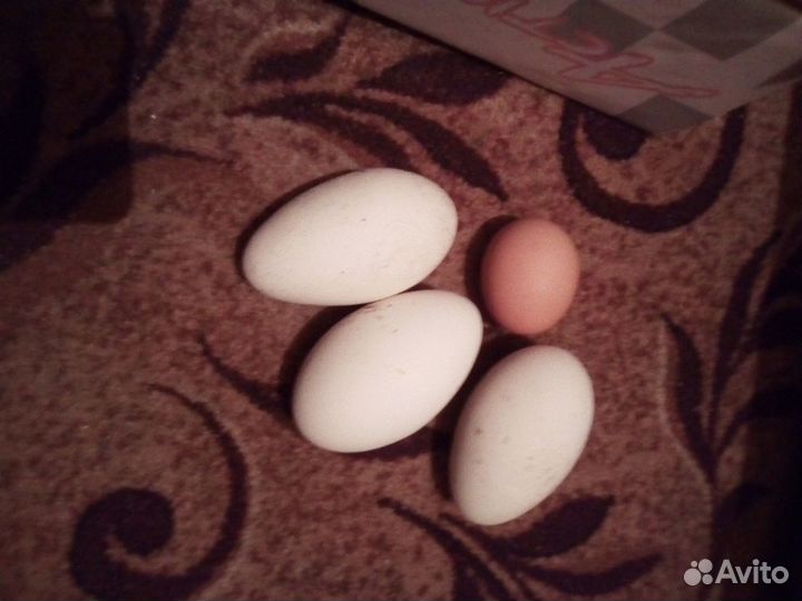 Гусиные яйца