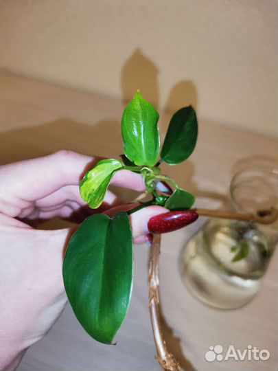 Филодендрон меджик маск детки
