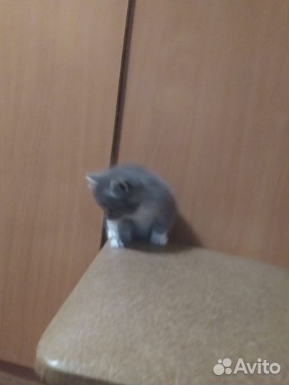 Кошки бесплатно