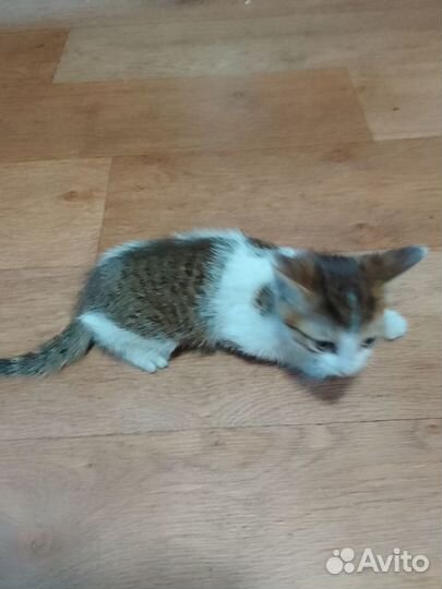 Отдам бесплатно животные