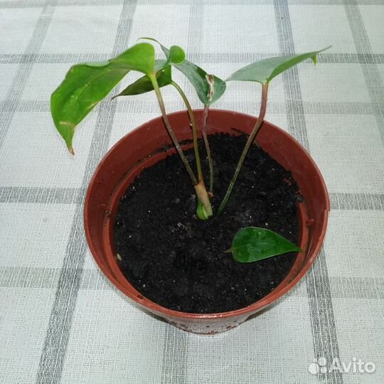 Антуриум красный мужское счастье