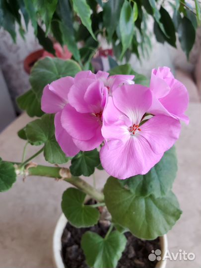 Продам герань