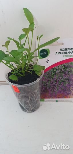 Лобелия