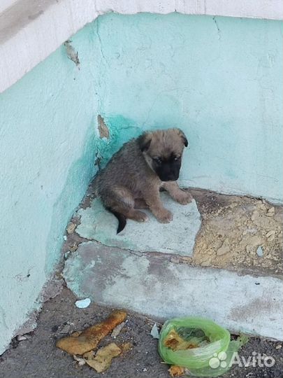 Малыш ищет приют