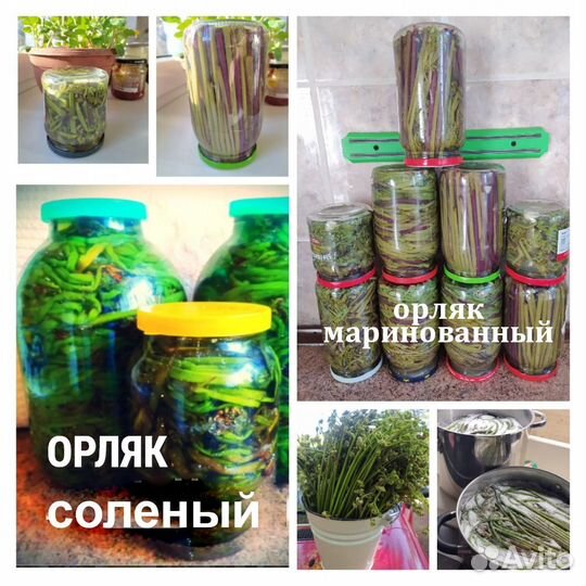 Орляк, веселка, грибы, чага