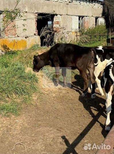 Бычки, телята на корм