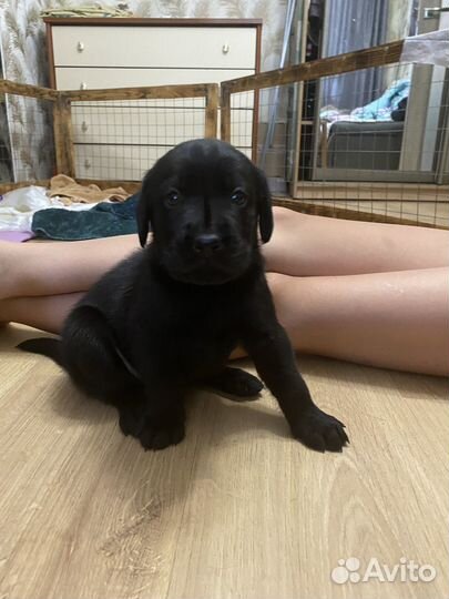 Лабродоры щенки