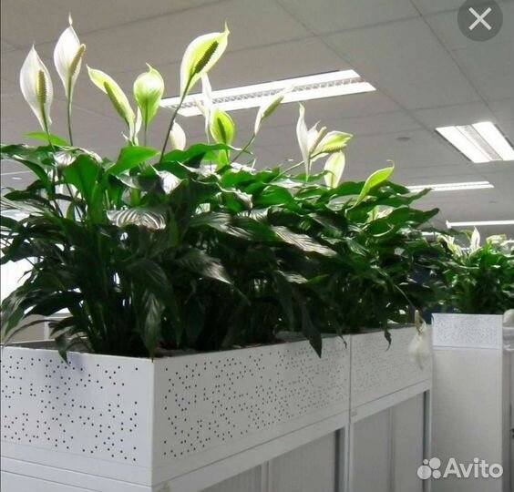 Спатифиллум