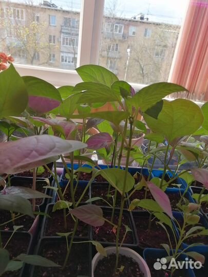 Продам рассаду перца и баклажан