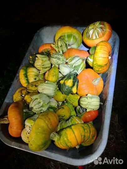 Тыква декоративная