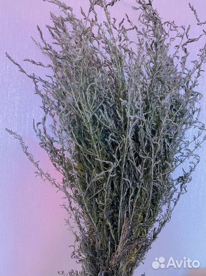 Зверобой. Сбор 2023 г