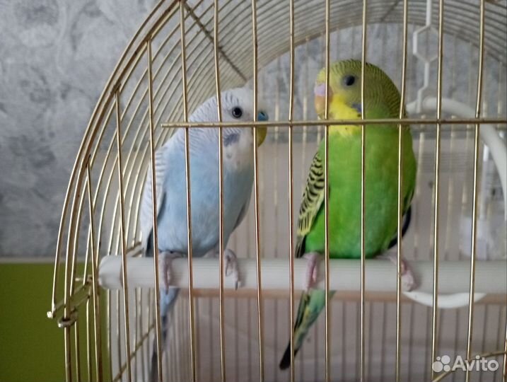 2 Попугая