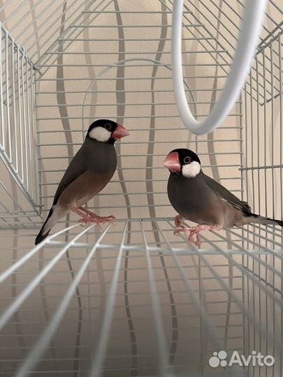 Рисовые амадины