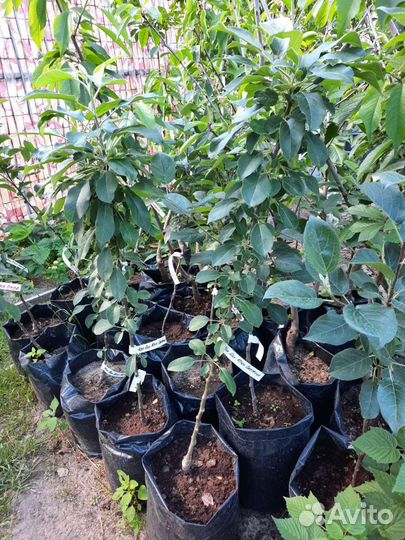 Колонновидная яблоня Московское ожерелье