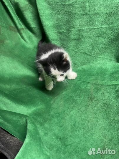 Котята в добрые руки 1 месяц