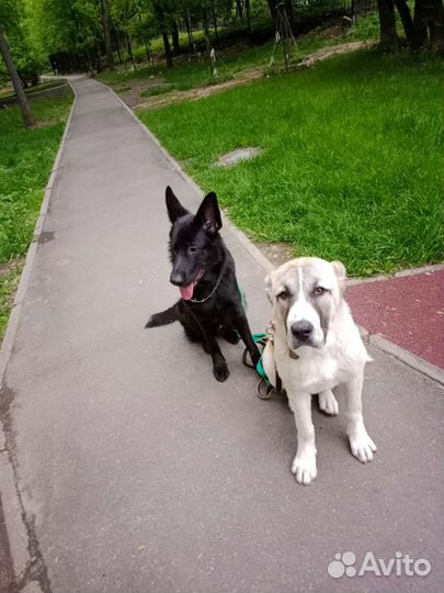 Кинолог, дрессировка собак