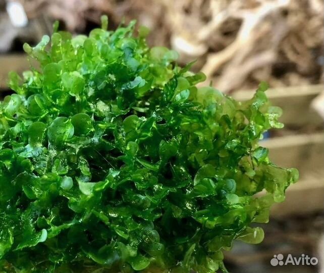 Аквариумные растения