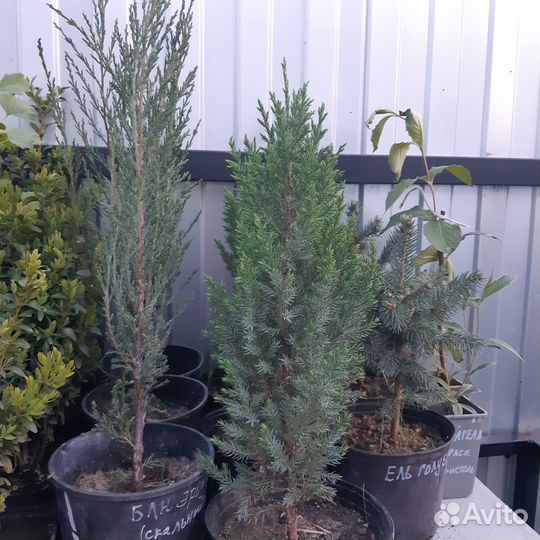 Туи,можжевельники,ель, кустарники