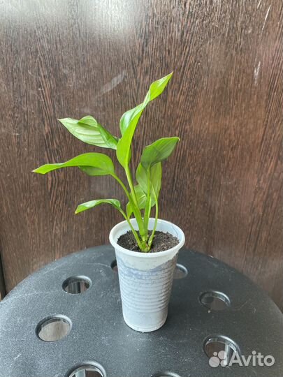 Спатифиллум Уоллиса