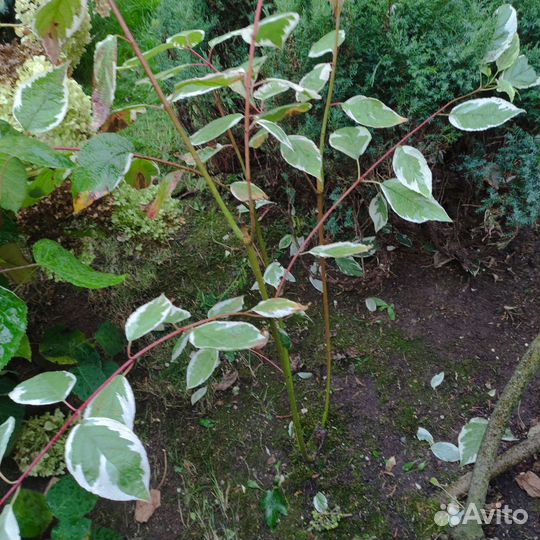 Дёрен белый (Свидина)