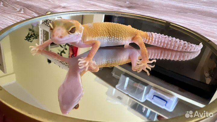 Пятнистый эублефар