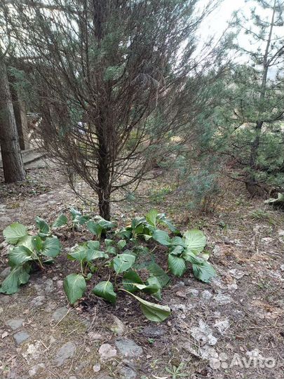 Барвинок, бадан