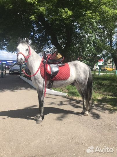 Седло пони-класс
