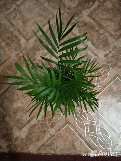 Пальма хамедорея