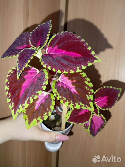 Комнатные цветы