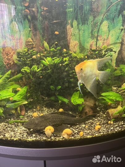 Аквариум панорамный с тумбой 350 литров