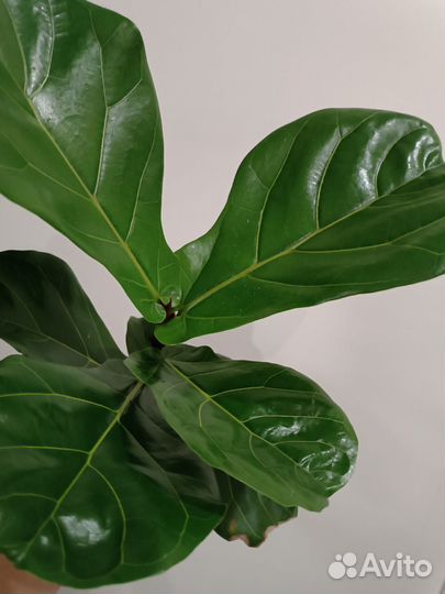 Фикус Лирата Колумнарис