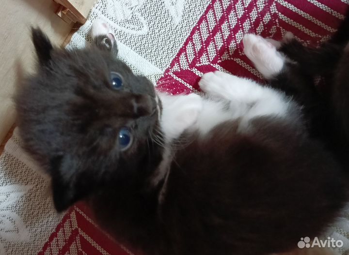 Кошки в добрые руки бесплатно