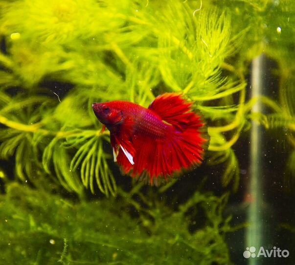 Петушок рыбка