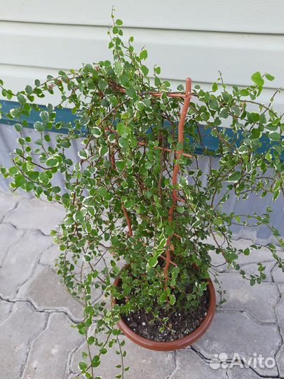 Фикус Санни