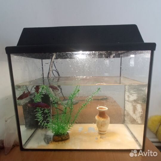 Аквариум с рыбками