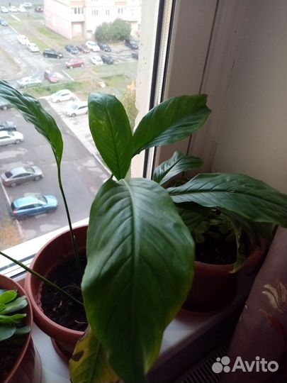 Цветок большой