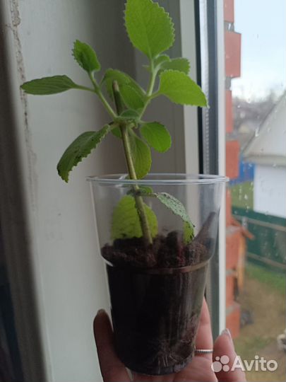 Мята домашняя (плектрантус)