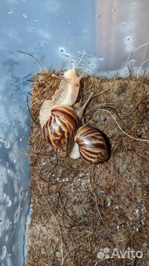 Улитка ахатина иммакулята