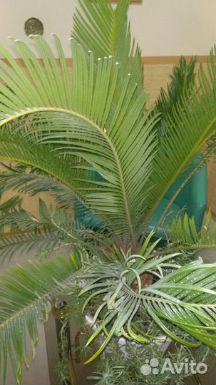 Цикус. Комнатный