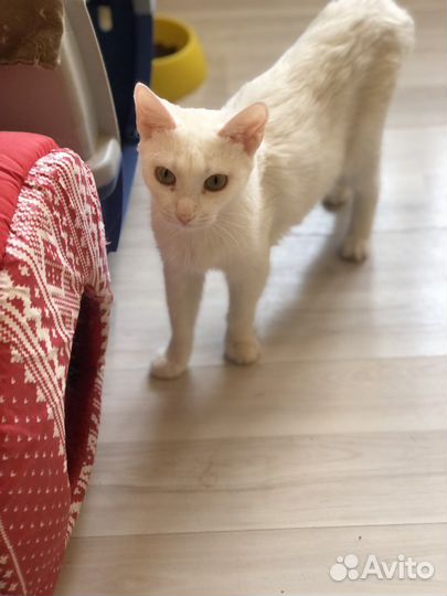 Подарите Белочке Дом