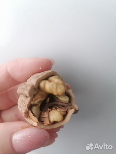 Грецкий орех 2023 года сборки, 2 вида