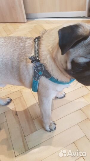 Шлейка для собак быстросъемная, дышащая Coralpna