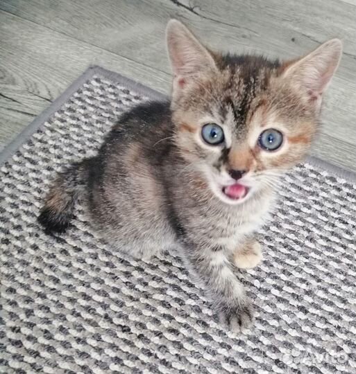 Отдам котенка в добрые руки