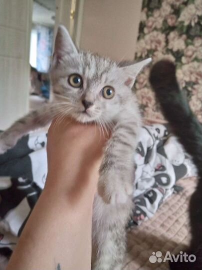 Кошка в дар