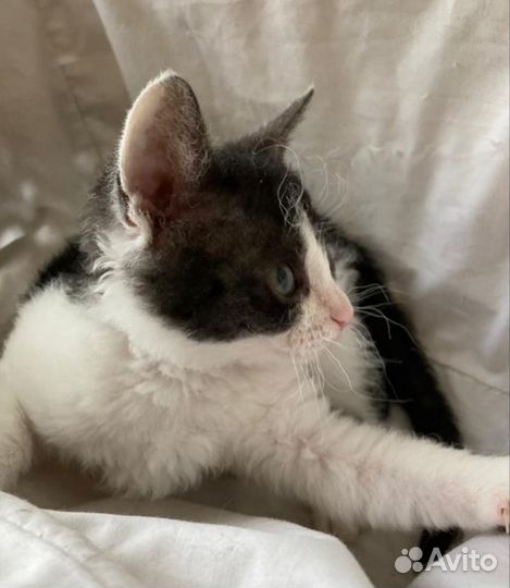 Котёнок - барашка